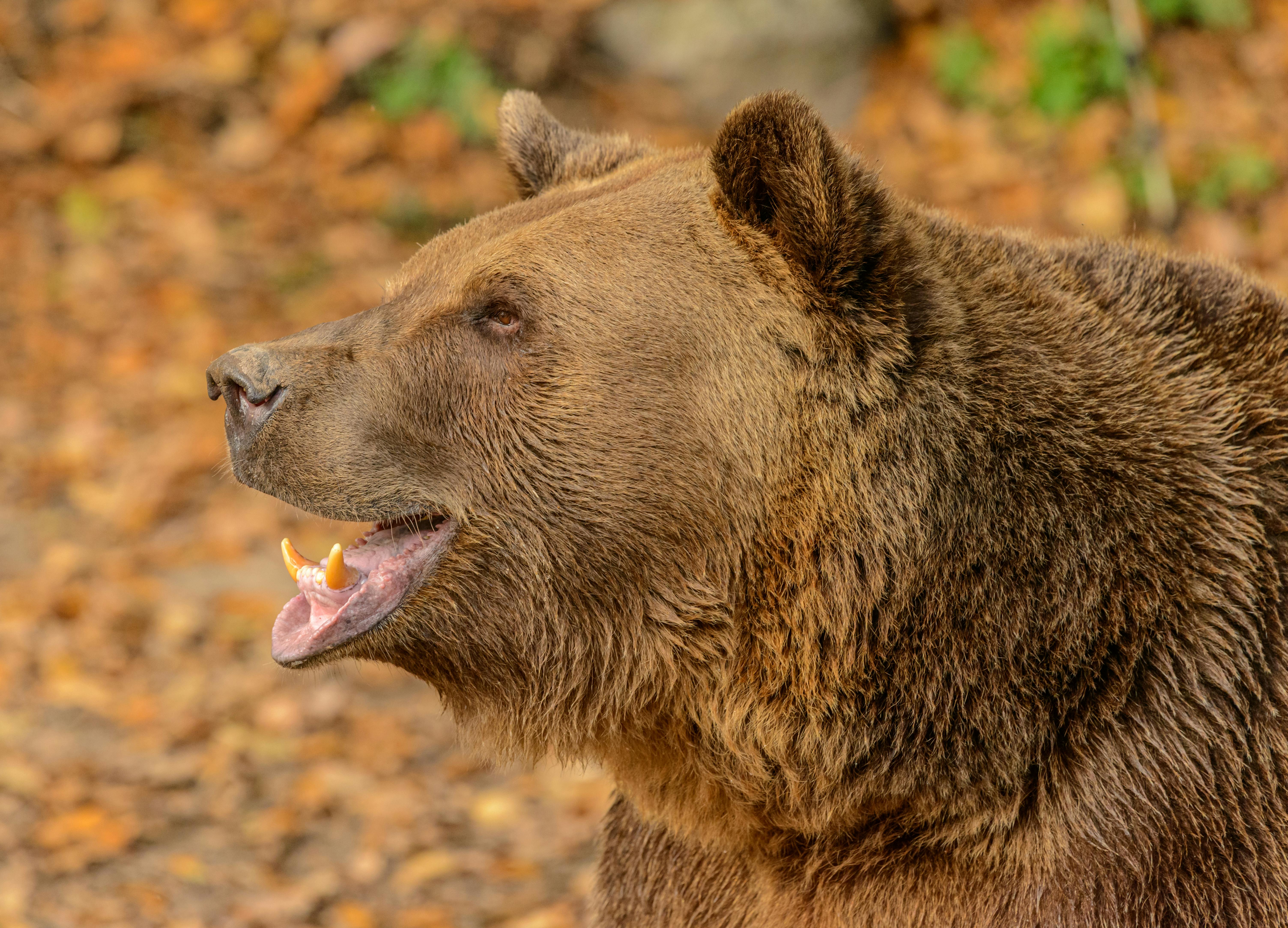 Sun Bear Realty &amp; Property Management acquires Vacation Station and Incline House Cleaning — Photo by Petr Ganaj on Pexel