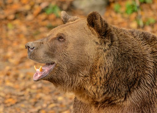 Free Close-Up Shot of Grizzly Bear Stock Photo