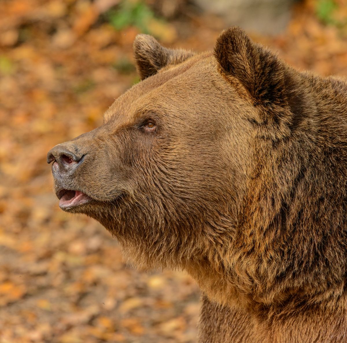 A detailed side view of a brown bear in its natural habitat, showcasing its fur and expression.