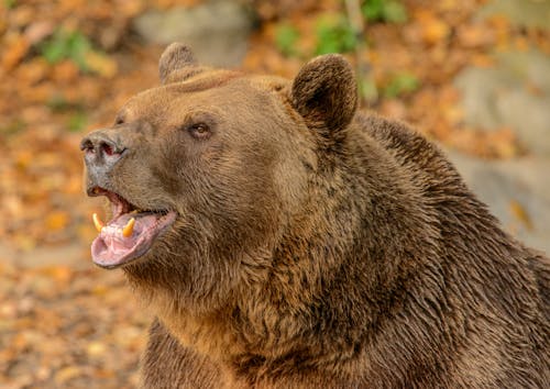 Free Brown Bear With Mouth Open Stock Photo