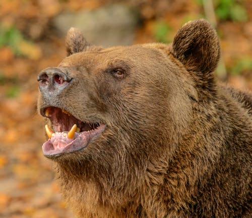 Δωρεάν στοκ φωτογραφιών με άγρια φύση, αρκούδα, αρπακτικό Φωτογραφία από στοκ φωτογραφιών