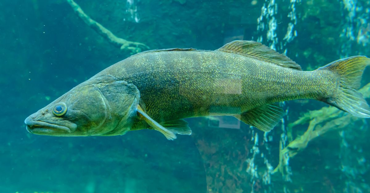Study Tracks Hatchery Walleye Survival and Growth in South Dakota Dam