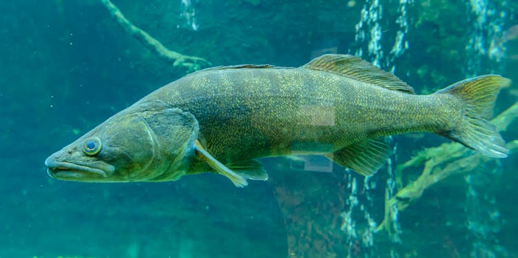 Photo Of A Fish 