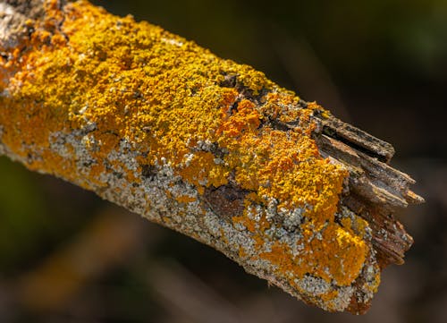 Základová fotografie zdarma na téma bokeh, detail, divoký