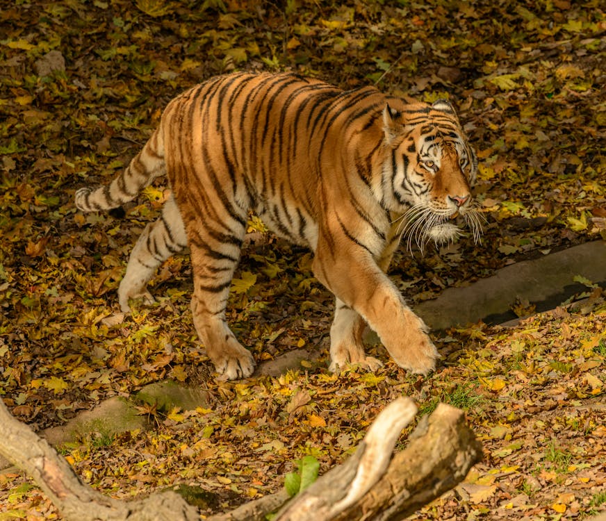 Tiger Walking on Green Grass