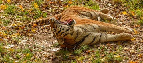Free Tiger Lying on Ground Covered With Dried Leaves Stock Photo