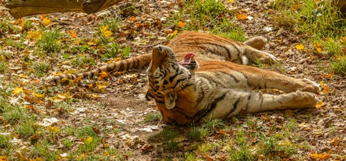 Gratis lagerfoto af bengal tiger, dyr, dyrefotografering Lagerfoto