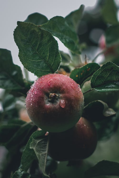 Gratis stockfoto met appel, appelboom, bladeren Stockfoto