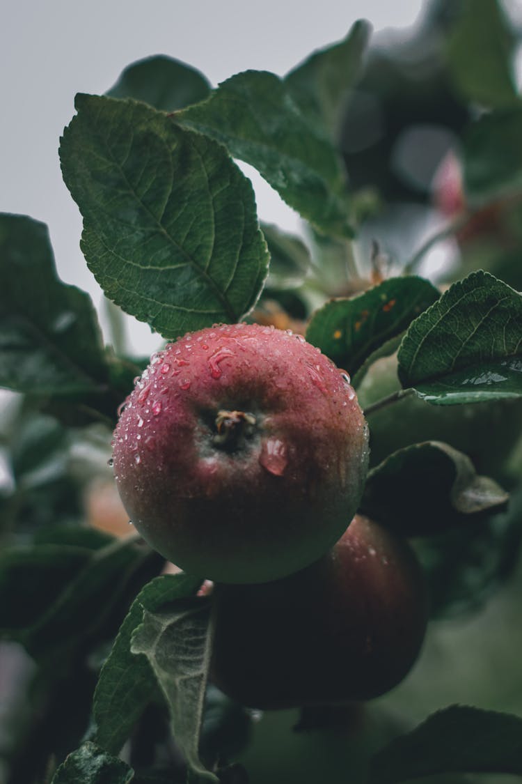 Red Apple Fruit On Green Leaves