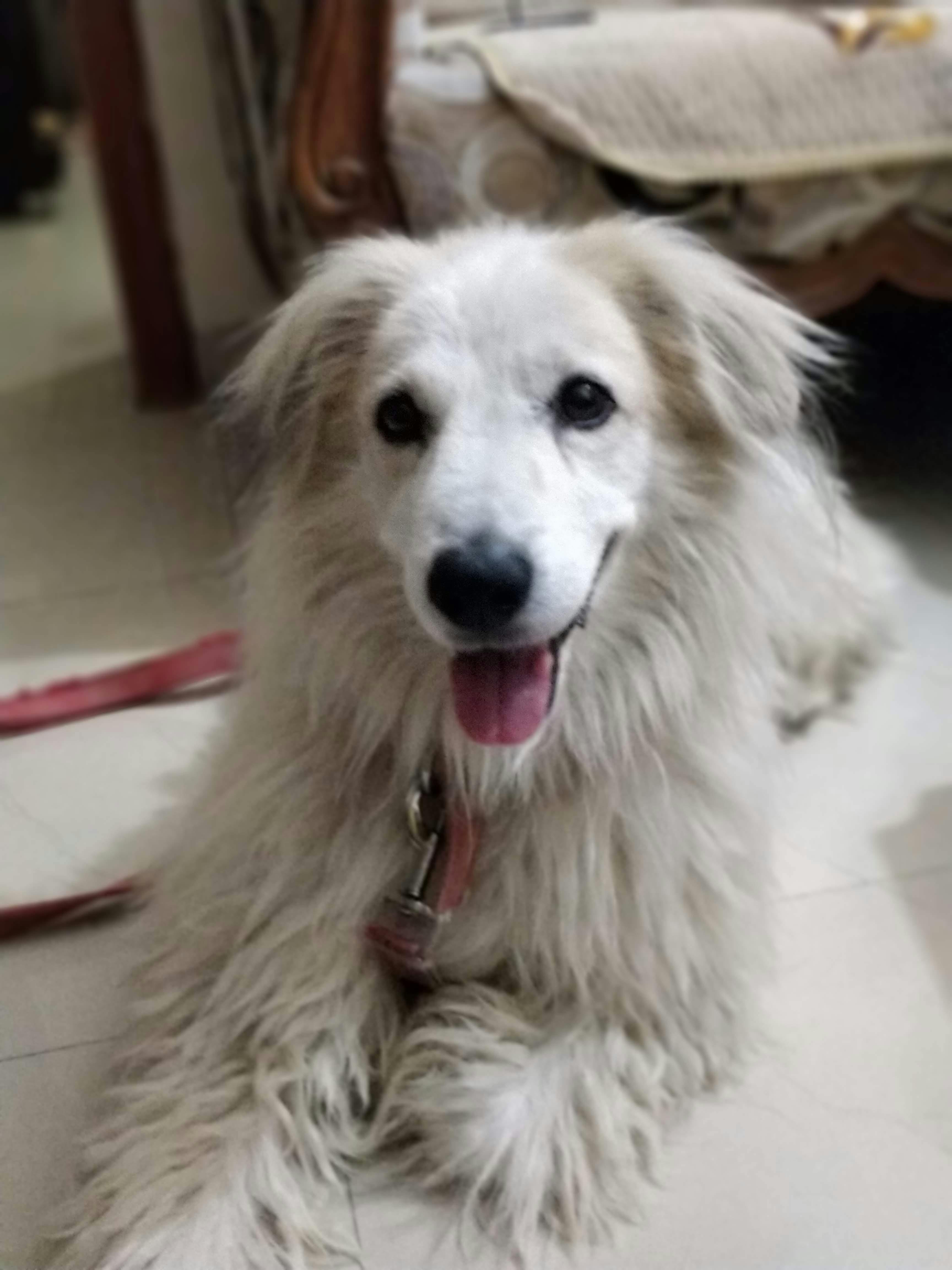 2000 Wallpaper Anjing Lucu Hd Terbaik 2000 Wallpaper Anjing Lucu Hd Terbaik