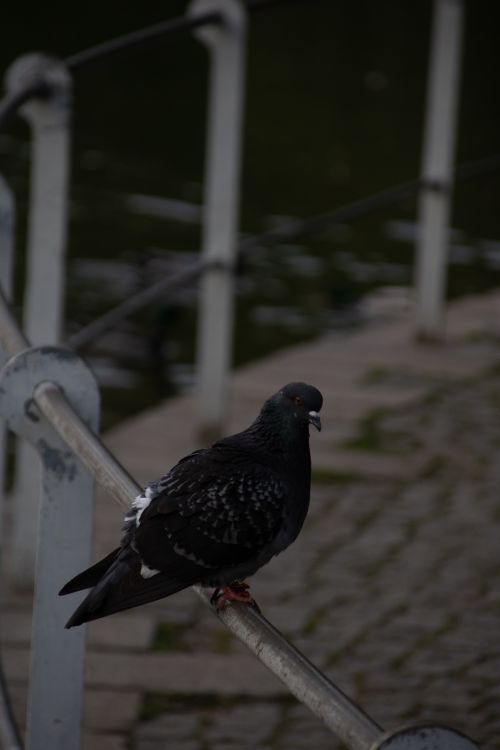 Free A city pigeon perched on a metal railing, showcasing urban wildlife in a vibrant setting. Stock Photo
