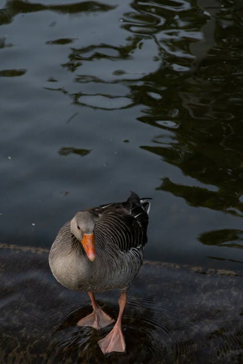 Grey Goose Standing in Water