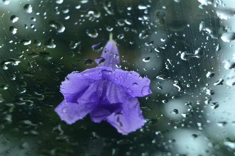 Purple Flower With Water Droplets