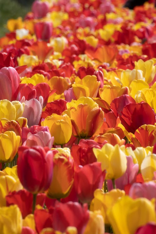 Gratis arkivbilde med blomster, fjær, flora