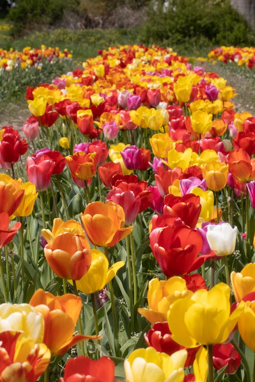 Free Blooming Tulip Flowers Stock Photo