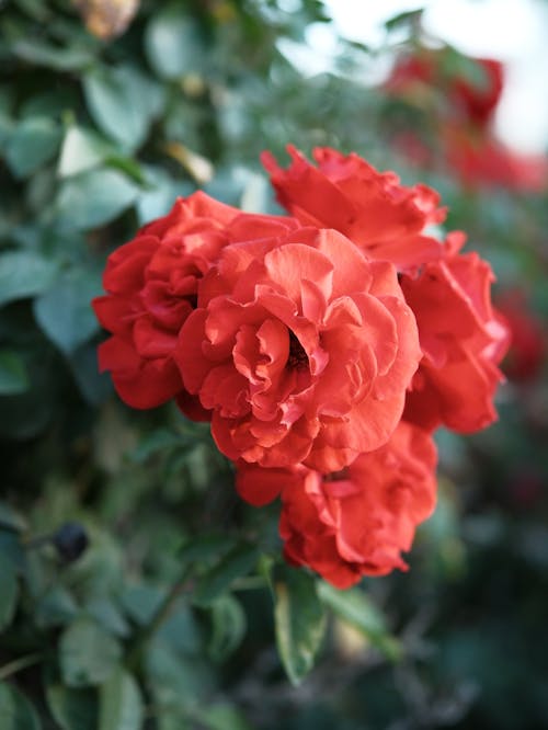 Free Close-Up Shot of Red Sierra Lady Flowers Stock Photo