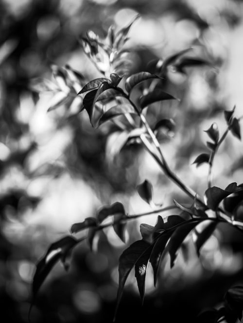 Free Monochrome close-up of leaves with blurred background for artistic appeal. Stock Photo