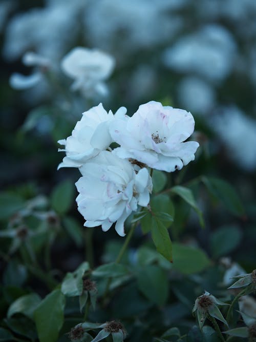 Free Blooming White Roses in the Garden Stock Photo