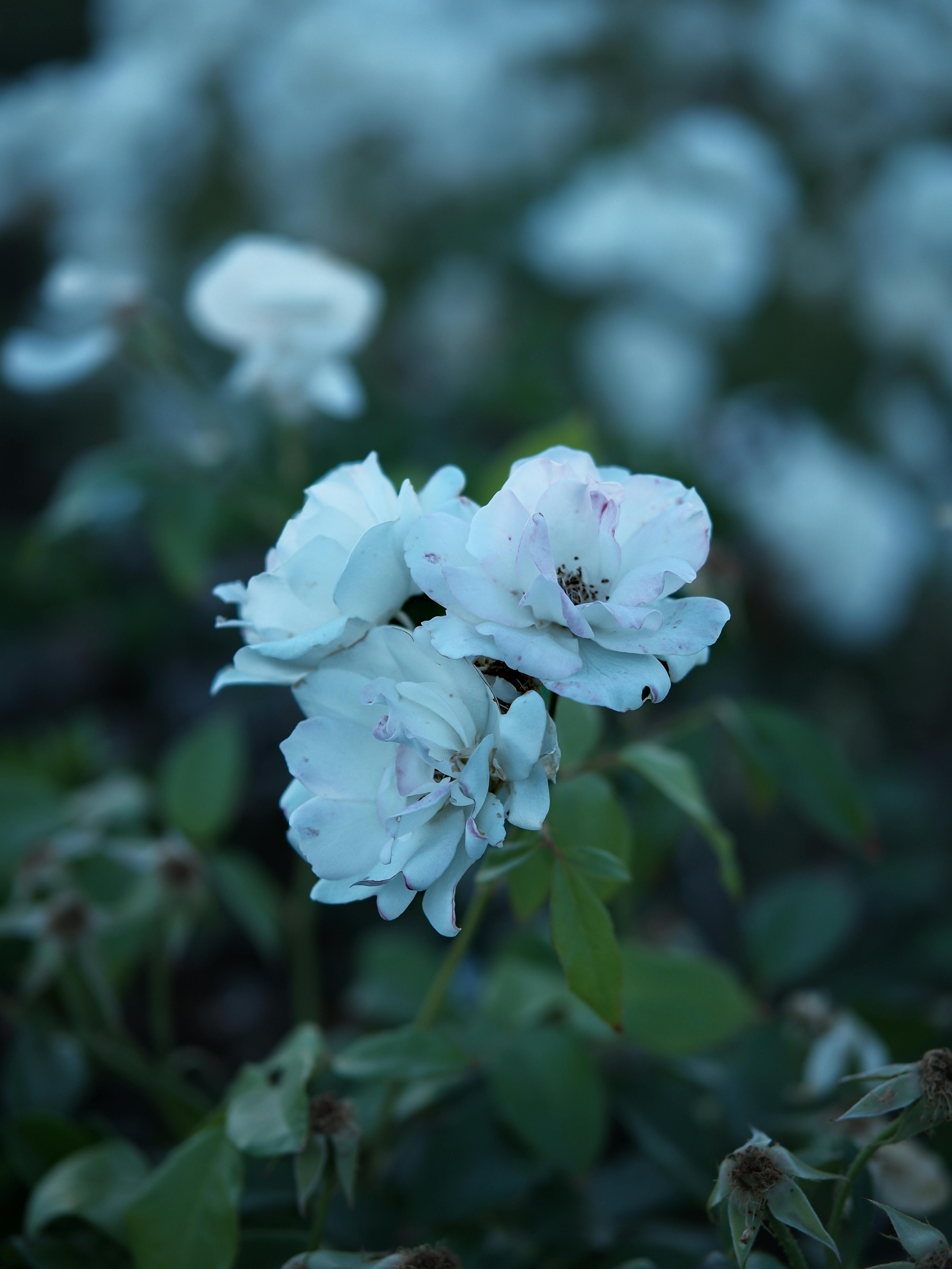 Beautiful White Flowers in Bloom · Free Stock Photo