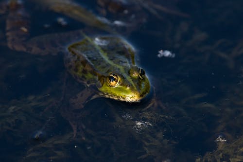 Close-Up Shot of a Frog 