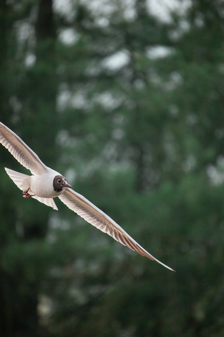 A Black-Headed Gull Flying 