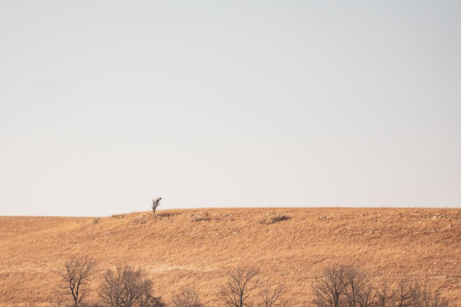 A lone tree stands on a dry Kansas prairie under a clear sky, offering a serene natural scene.