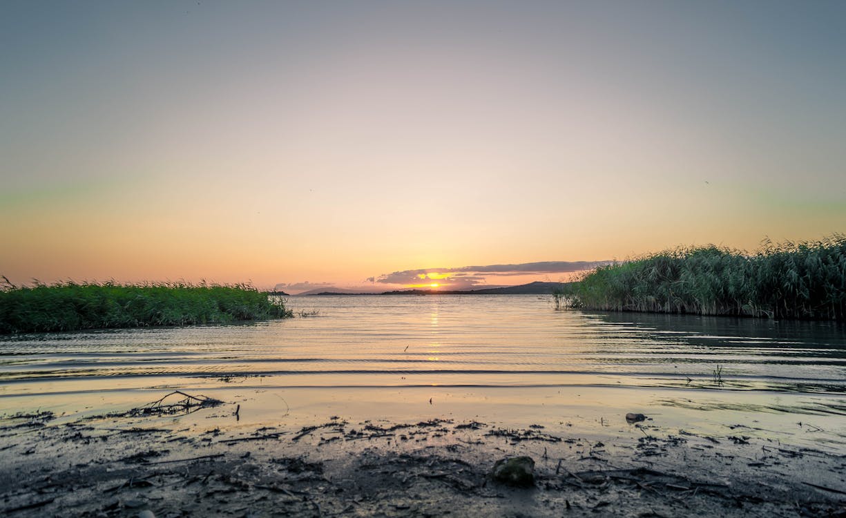 Free Body of Water Green Plants during Sunrise Stock Photo