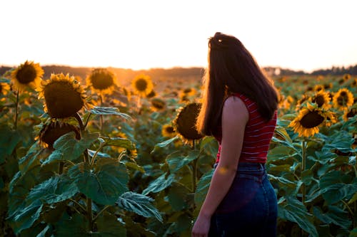 A Woman in Red Shirt and Blue Denim Shorts Standing on Sunflower Field