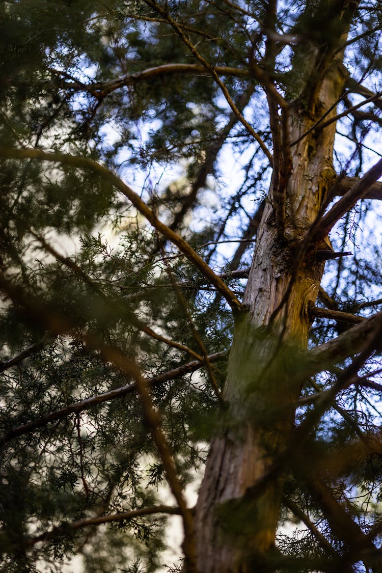 Close-Up Shot Of A Tree 