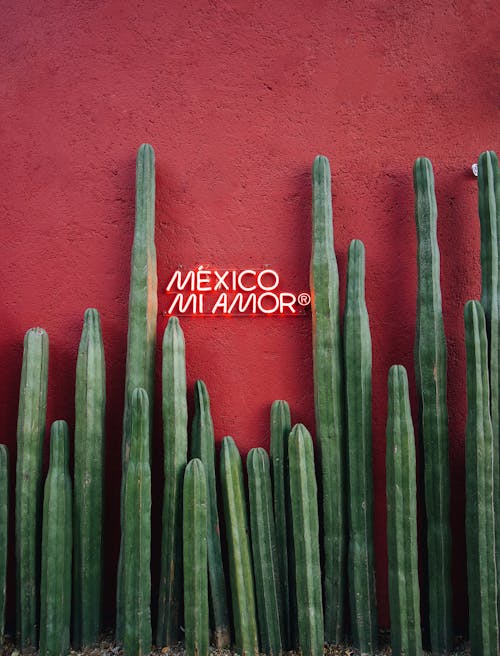 Gratis arkivbilde med forenklede, kaktuser, meksikansk