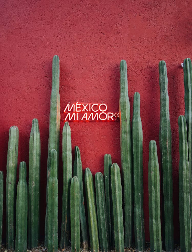 Cacti In Front Of A Red Wall