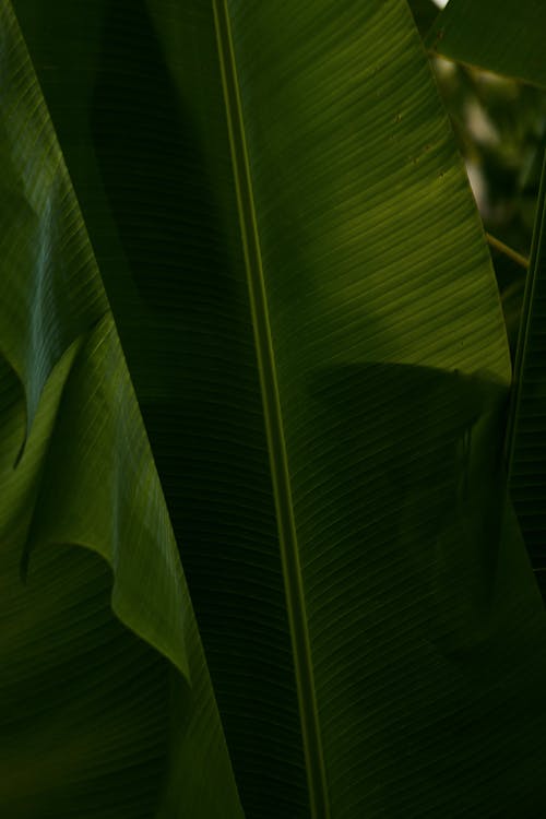 Close-up of Green Banana Leaves
