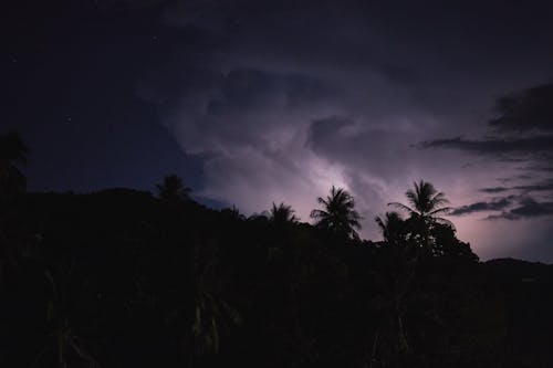 Scenic View of Trees in the Forest During Night Time