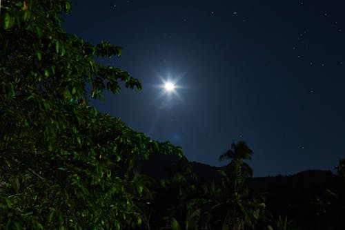 Foto d'estoc gratuïta de amant de la natura, arbres de nit, arbres verds