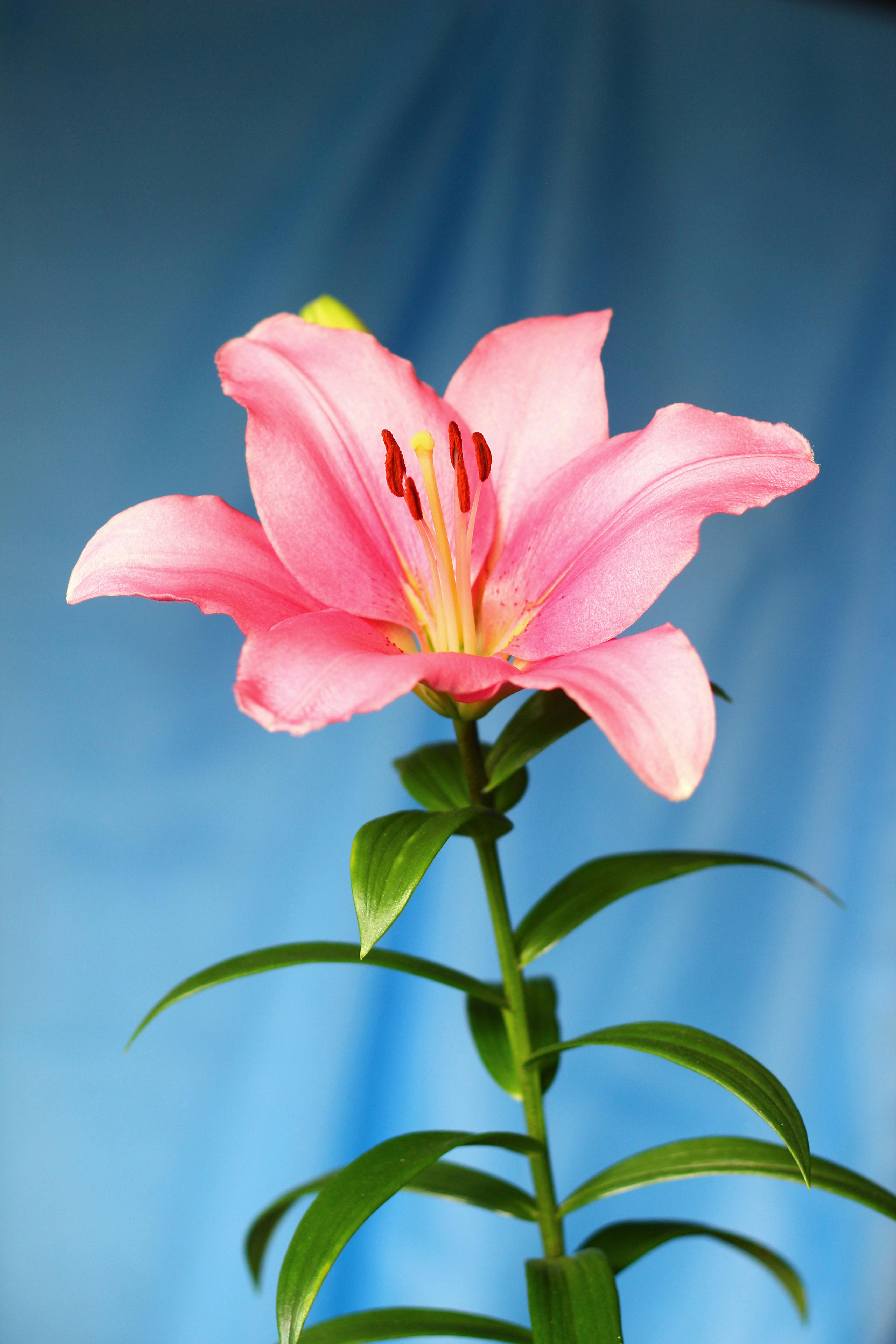 Pink Lily Flower Wallpaper