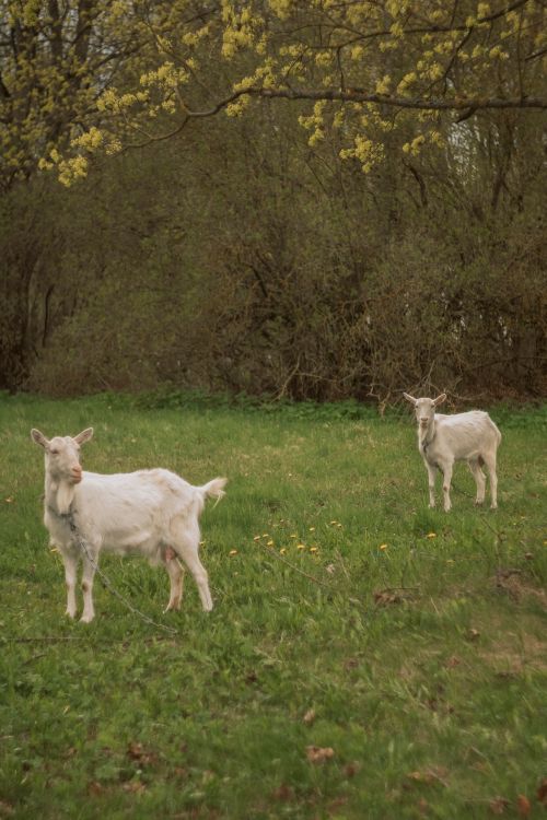 Free Two domestic goats grazing in a lush green meadow during spring. Stock Photo