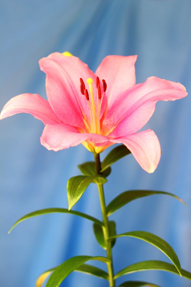 A Stargazer Lily In Bloom