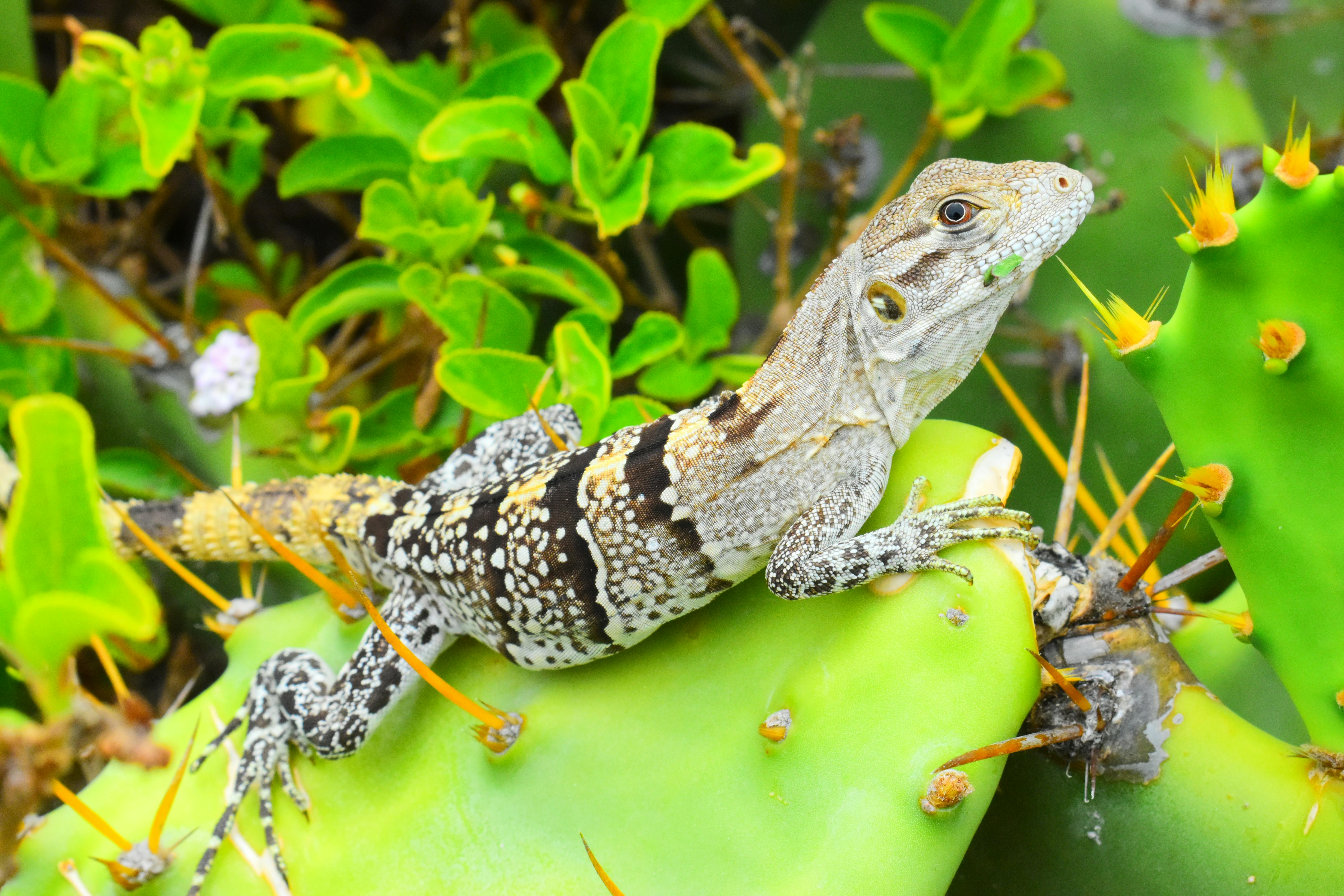 Gratuit Photos gratuites de animal, arboricole, aride Photos