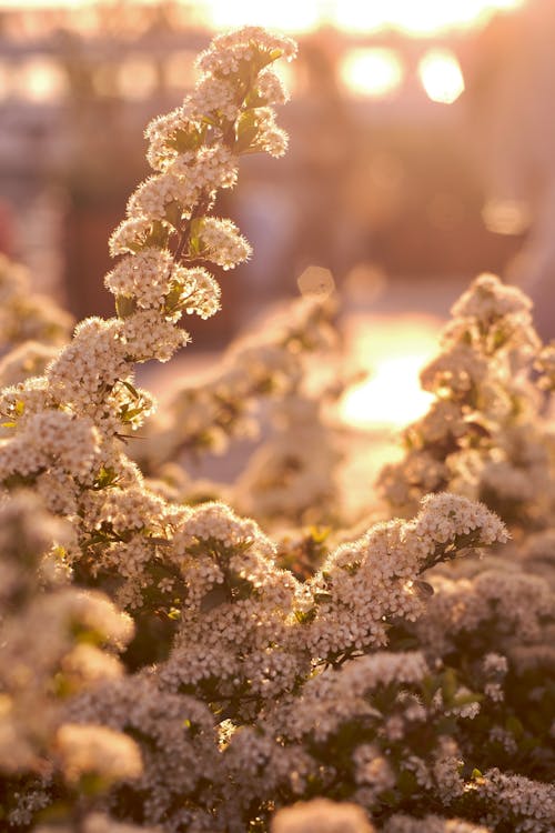 Close-up of Flowers at Sunset 