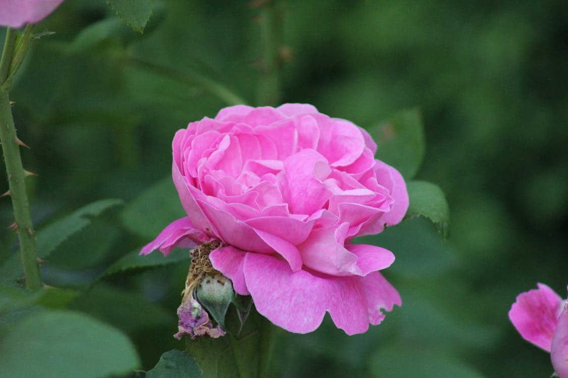 Close-Up Shot of a Pink Rose Flower
