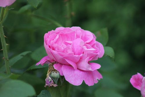 Free A detailed close-up of a vibrant pink rose blooming amidst lush green foliage, highlighting nature's beauty. Stock Photo