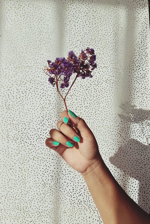 Close-up of Holding a Purple Flower