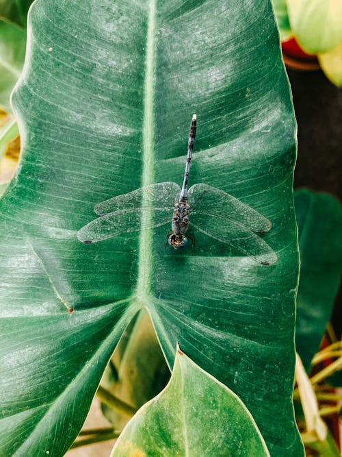 Imagine de stoc gratuită din a închide, animal, fotografie de animale