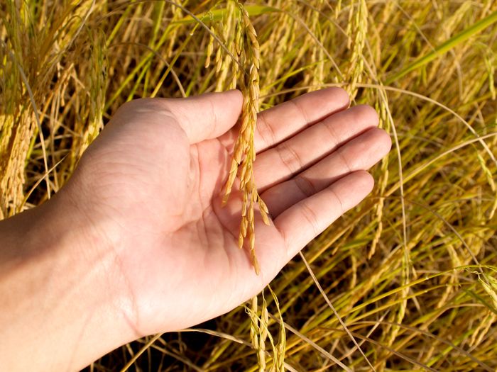 Paddy crop in a sunlit field