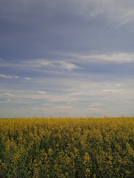 A vast field of vibrant yellow flowers under a clear, expansive blue sky on a sunny day.