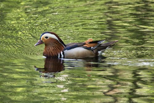Free A beautiful mandarin duck swimming gracefully on a serene, reflective pond. Stock Photo