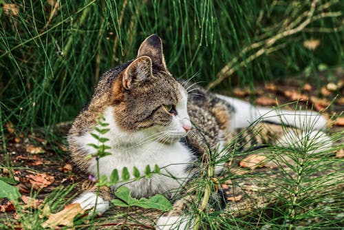 Close-Up Shot of a Cat 