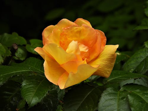 フローラ, 咲く, 庭のバラの無料の写真素材