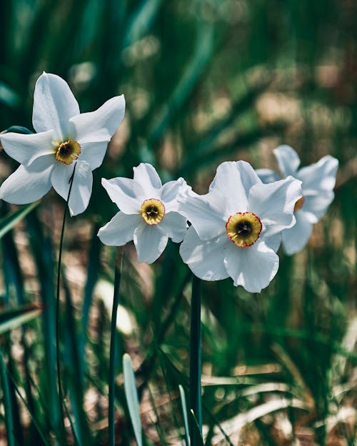 White and Blue Flower in Tilt Shift Lens