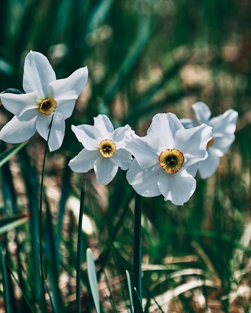 Foto profissional grátis de estame, fechar-se, flora